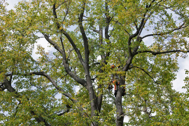  , WA Tree Services Pros